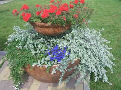 Skelbiamas gėlynų konkursas                 - Visagine