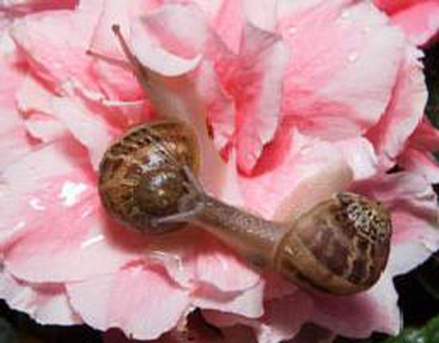 Французы лишились любимого деликатеса - Наука и здоровье