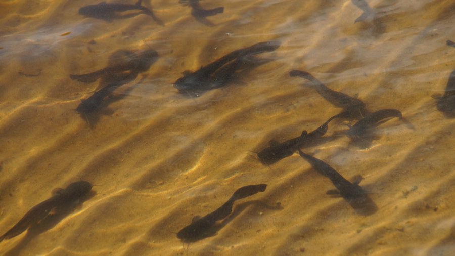 900 сомов получили “прописку” в городском озере Висагинаса - В Висагинасе