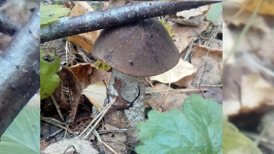 Фото № 12 конкурса «Осенние дары леса» - Конкурсы для читателей