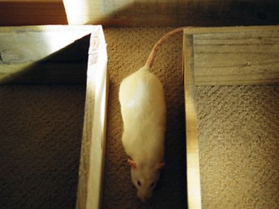 Привычки животных помогут исследовать человеческое бессознательное - Наука и здоровье