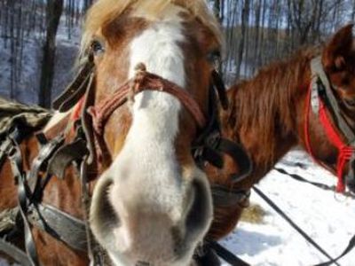 Скандал с кониной: в продукты могли попасть вредные вещества - В Мире