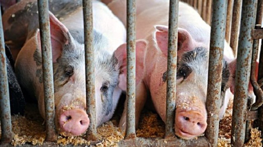 Литва попросит помощи ЕС на борьбу со свиной чумой - Литва и страны Балтии