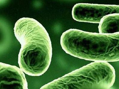 37 миллионов бактерий летает в вашей комнате - Наука и здоровье