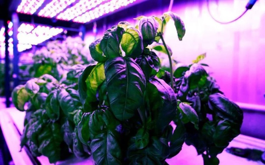 Искусственный интеллект сделал базилик вкуснее - Это интересно