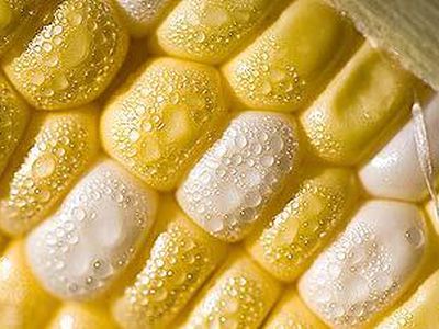 Быстрорастущие деревья - Наука и здоровье