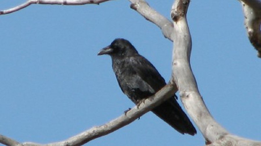 Как у нас регулируется численность ворон - В Висагинасе