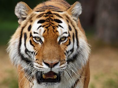 В Китае из убийства тигров сделали шоу для бизнесменов - В Мире