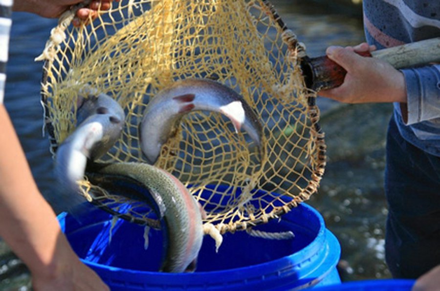 Рыбные запасы Европы могут быть уничтожены к середине века - Наука и здоровье