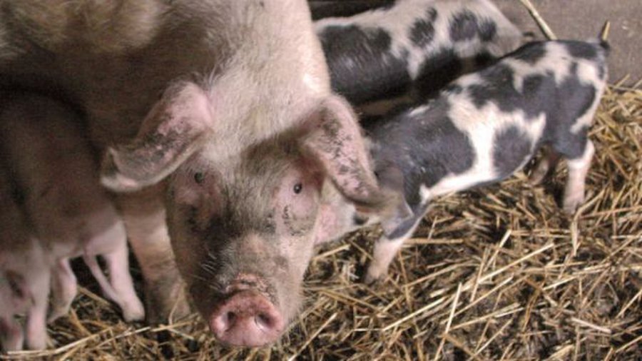 Дано указание уничтожать свиней на границе Литвы с Белоруссией - Литва и страны Балтии