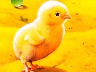 На самом длинном мосту в мире полицейские ловили тысячу цыплят - Хобби, отдых и развлечения