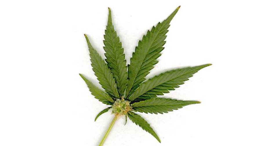 Марихуана разрушает память - Наука и здоровье