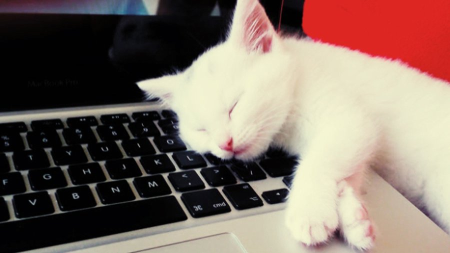 Американские эксперты оценили стоимость испорченных котами нетбуков - IT новости