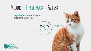 „Pagauk – sterilizuok – paleisk“  –  beglobių kačių sterilizavimo programa Lietuvoje
