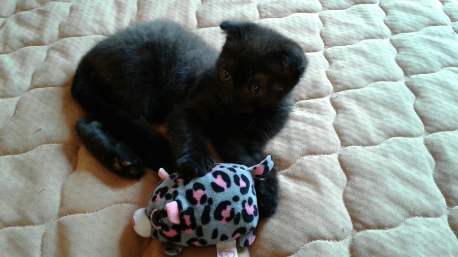 Участник № 47 конкурса «Мой домашний любимец» - Конкурсы для читателей