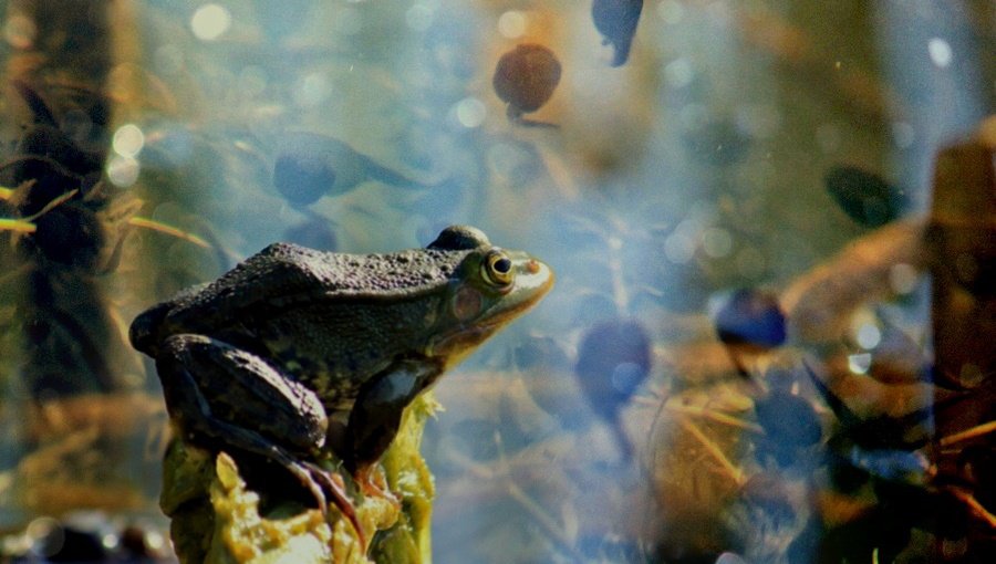 Окунитесь в мир снов с фотохудожницей Расой Дамкаускене - В Висагинасе