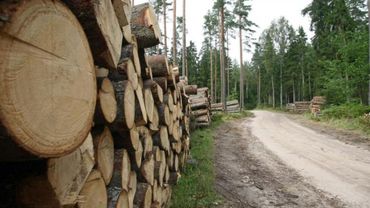 Šiemet nustatyta arti trijų šimtų neteisėtų miško kirtimų 