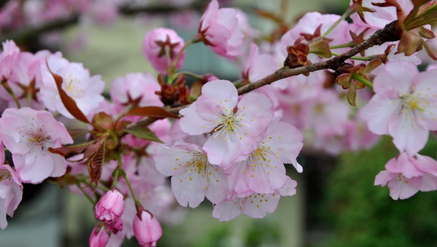 В Японии на пять дней раньше зацвела сакура - В Мире