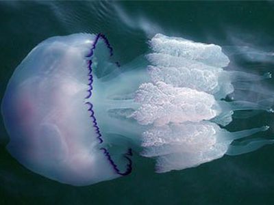 Медузы помогут диагностировать рак                  - Наука и здоровье