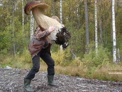 Как правильно собирать грибы - Это интересно
