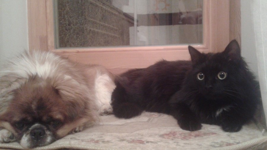 Участник № 36 конкурса «Мой домашний любимец» - Конкурсы для читателей