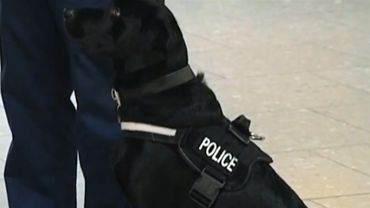 Собаки-полицейские в Великобритании будут получать пенсию