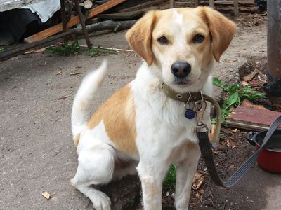 Помогите найти пса! - В Висагинасе