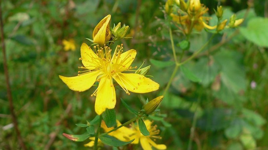 Зверобой в Германии продают по рецепту - Наука и здоровье