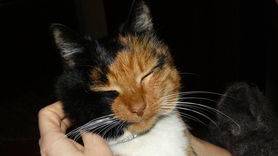 Участник №13 конкурса «Мой домашний любимец» - Конкурсы для читателей