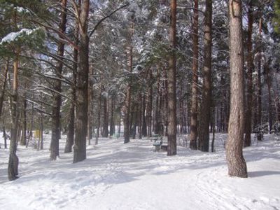 Наш город в лесу, а лес не наш  - В Висагинасе