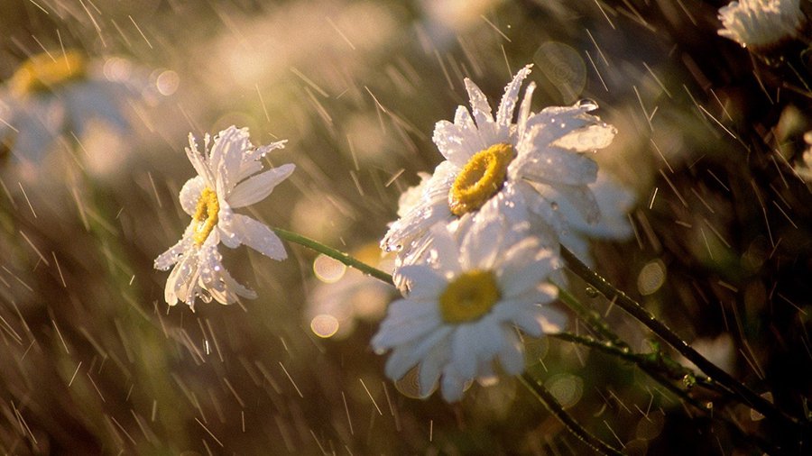 Прогноз: Литву ждут дожди - Литва и страны Балтии