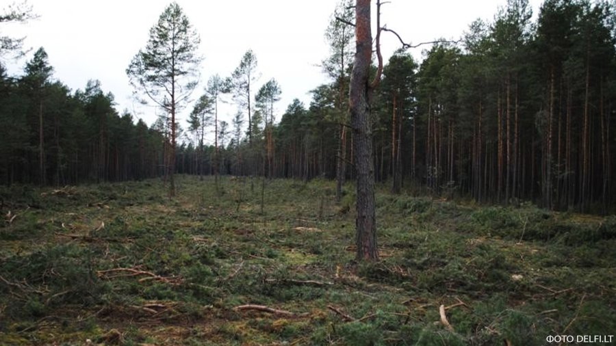 Вырубленный лес обойдется дороже, чем дом в этой местности - Происшествия и криминал