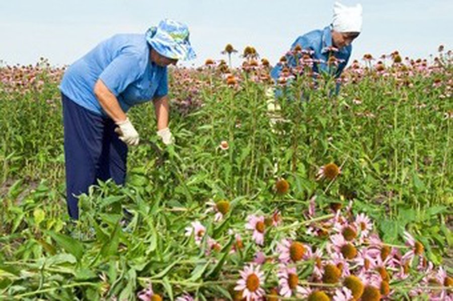 Хочешь заработать, да еще и с пользой для общества — имей терпение - Литва и страны Балтии