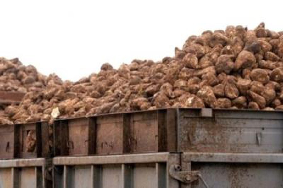 Pernykštis bulvių derlius pūva saugyklose - Lietuva ir Baltijos šalys