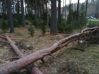 Почему бы самоуправлению не выкупить поваленные деревья у лесничества? - В Висагинасе