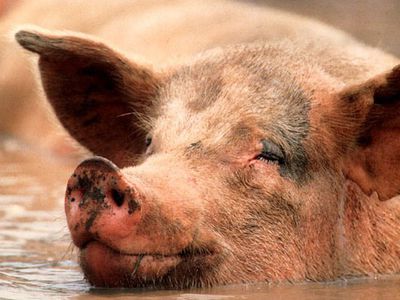 Из-за чумы в Литве утилизировано больше 10 тыс. свиней

 - Наука и здоровье