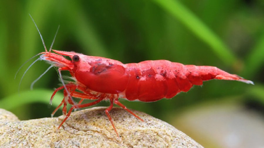 В магазинах и ресторанах скоро появятся литовские креветки - Экономика и бизнес