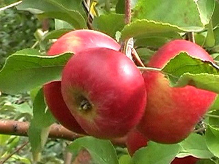 Яблоки никто покупать не хочет  - Литва и страны Балтии