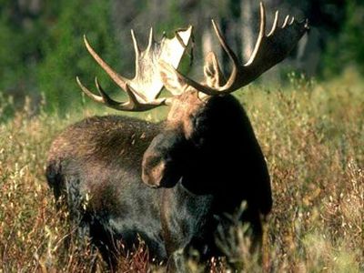 Лось не пострадал - Происшествия и криминал