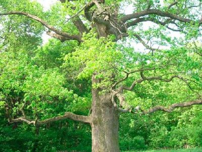 Скандал со спиленным в столице дубом в Вильнюсе - Литва и страны Балтии