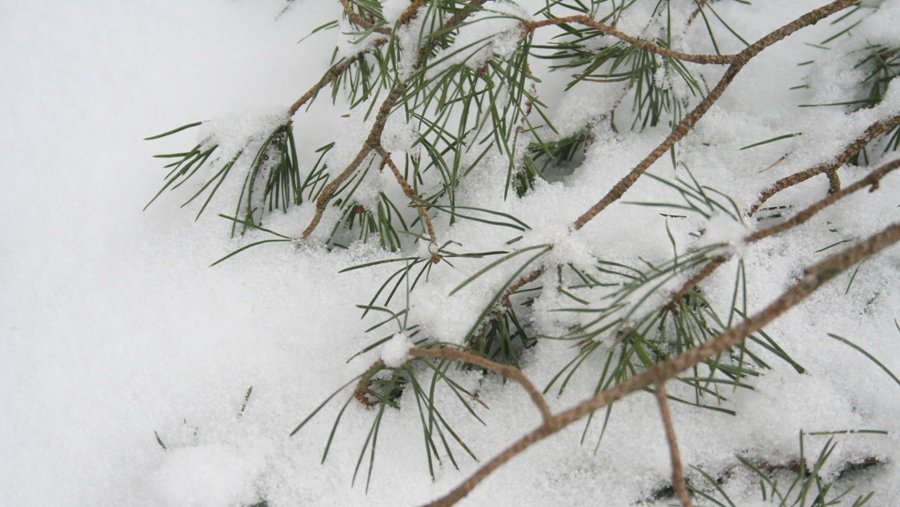 КАДРЫ ДНЯ: Зима вспомнила о своих обязанностях...