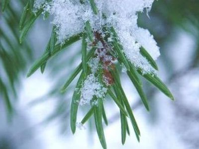 
Майский снег в Литве — явление не уникальное - Наука и здоровье