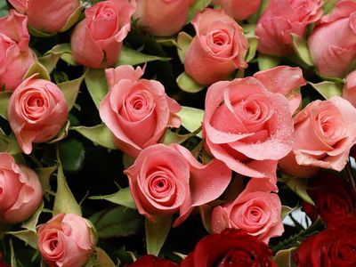 Диану Владышеву – с днем рождения! - Поздравления