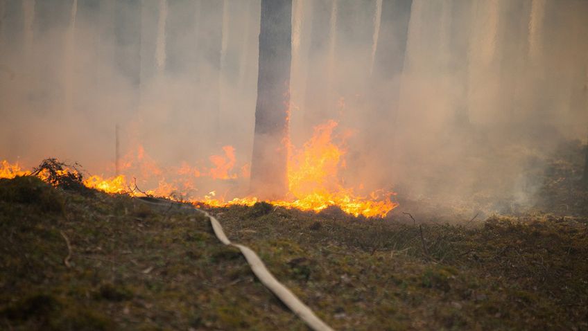 СОГГ: лесной пожар, приближавшийся к Литве со стороны Белоруссии, локализован