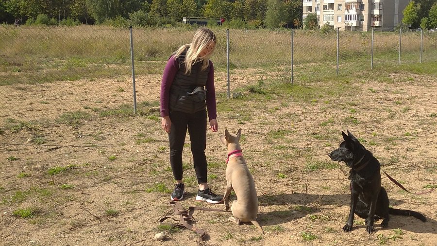 Клуб «Laimingas šuo» открывает свои двери любителям и владельцам собак и кошек - Реклама
