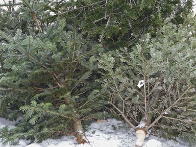 Куда деть живую новогоднюю ель? Отнести в места для сбора или… - В Висагинасе