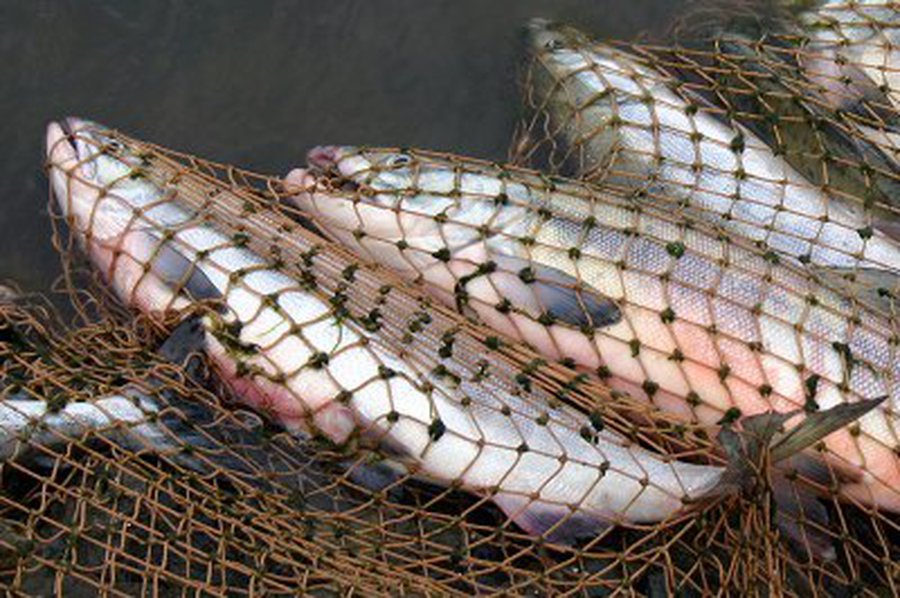 Браконьеры ставят сети                                                               - Происшествия и криминал