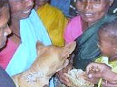 Мальчика женили на собаке, чтобы спасти от тигра - Хобби, отдых и развлечения