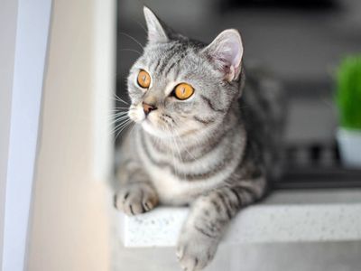 Участник №28 конкурса «Мой домашний любимец» - Конкурсы для читателей