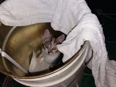 Участник №5 конкурса «Мой домашний любимец» - Конкурсы для читателей